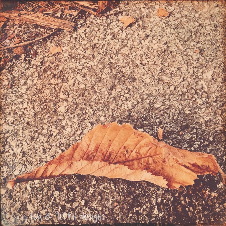 autumn-leaf-dscl-resized